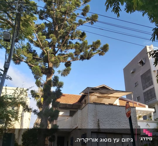 עץ גבוה עם ענפים גזומים ליד בית